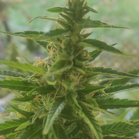 White Runt growlog timeline photo