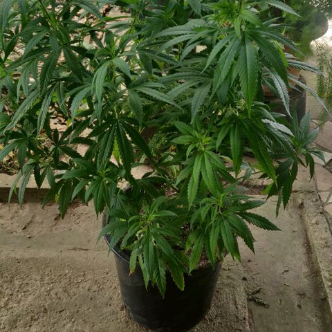 Laughing Buddha growlog timeline photo