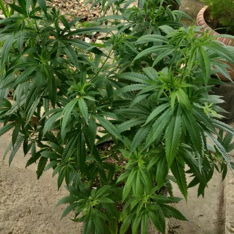 Laughing Buddha growlog timeline photo