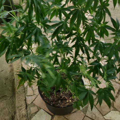 Shishkberry 2 growlog timeline photo