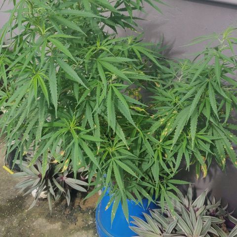Candyland growlog timeline photo