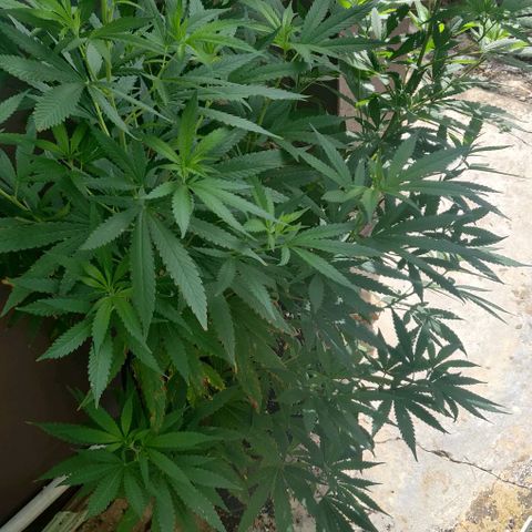 Laughing Buddha growlog timeline photo