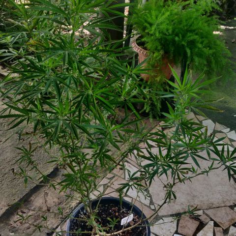 Candyland growlog timeline photo