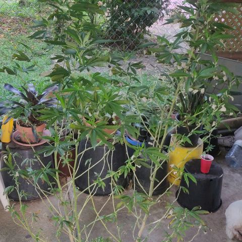 Laughing Buddha growlog timeline photo