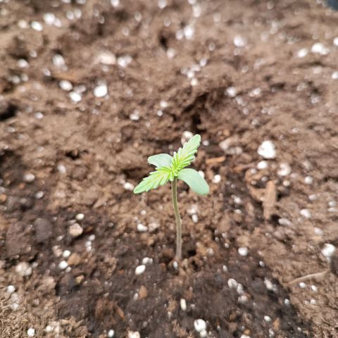 Gelato growlog timeline photo