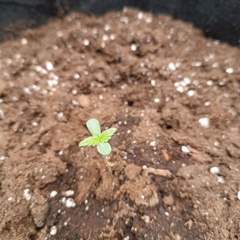 Fat Banana growlog timeline photo