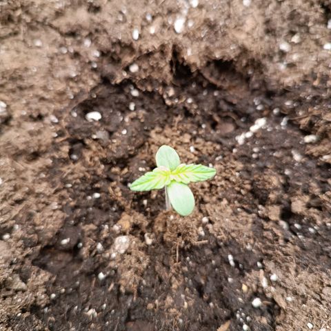 Candy Rain  growlog timeline photo