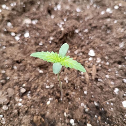 Gelato growlog timeline photo