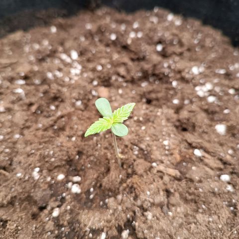 Fat Banana growlog timeline photo