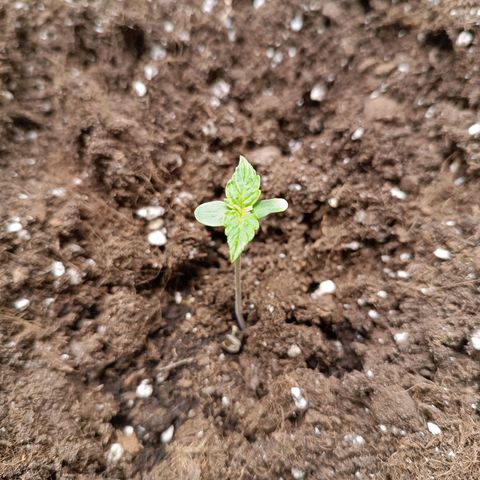 Purple CousKush  growlog timeline photo