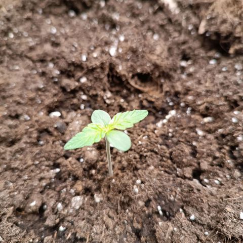 Candy Rain  growlog timeline photo