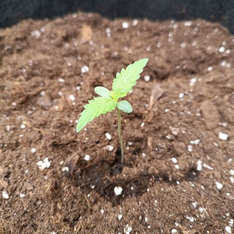 Gelato growlog timeline photo