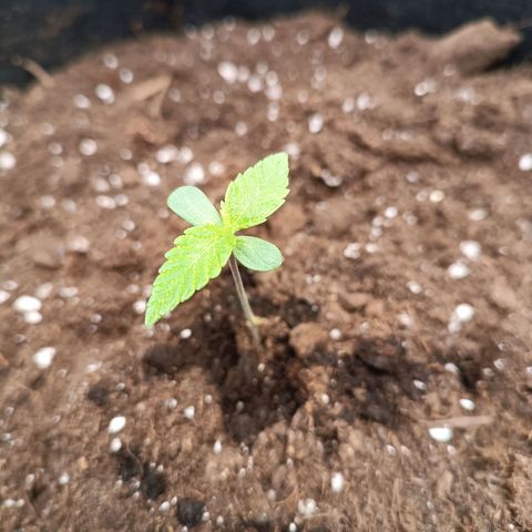 Fat Banana growlog timeline photo