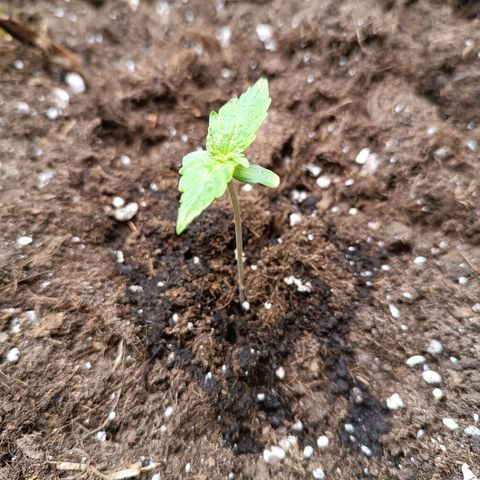 Purple CousKush  growlog timeline photo