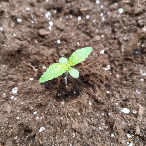 Candy Rain  growlog timeline photo