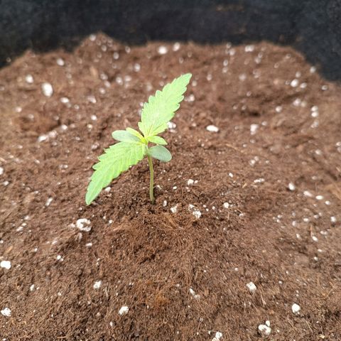 Gelato growlog timeline photo