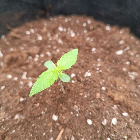 Fat Banana growlog timeline photo