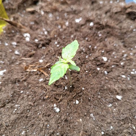 Purple CousKush  growlog timeline photo