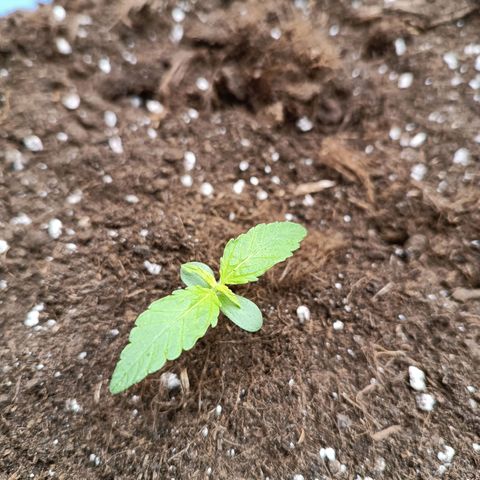 Candy Rain  growlog timeline photo