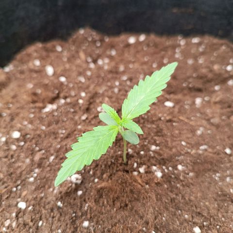 Gelato growlog timeline photo