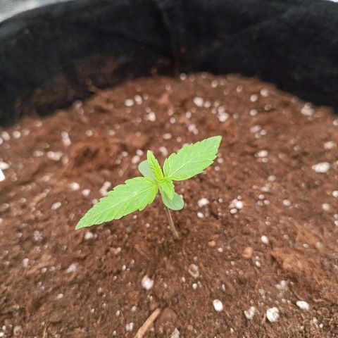 Fat Banana growlog timeline photo