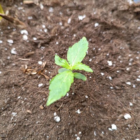 Purple CousKush  growlog timeline photo