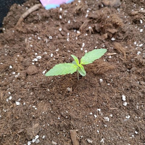 Candy Rain  growlog timeline photo
