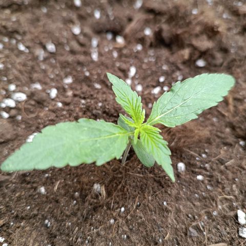 Candy Rain  growlog timeline photo