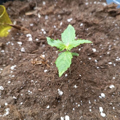 Purple CousKush  growlog timeline photo