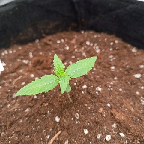 Fat Banana growlog timeline photo