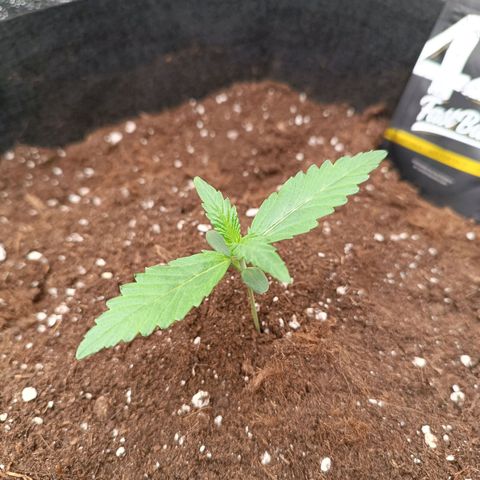 Gelato growlog timeline photo
