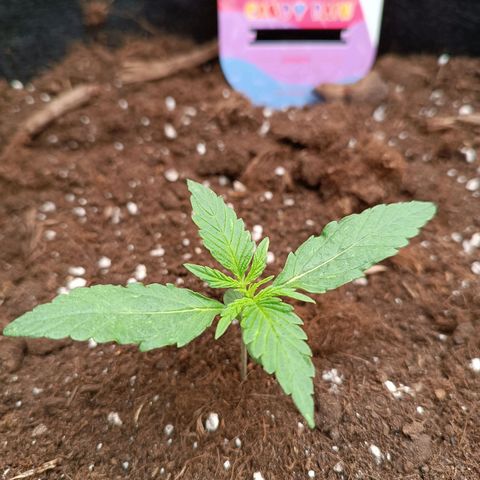 Candy Rain  growlog timeline photo