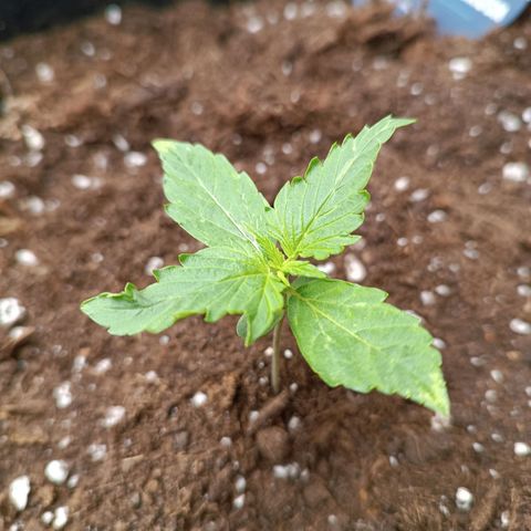 Purple CousKush  growlog timeline photo