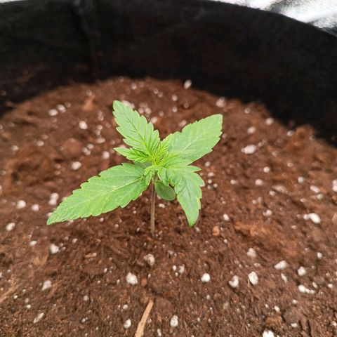 Fat Banana growlog timeline photo
