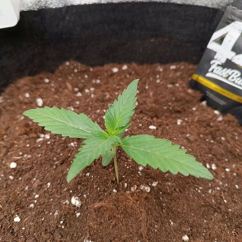 Gelato growlog timeline photo
