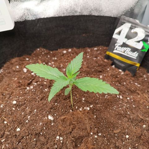 Gelato growlog timeline photo
