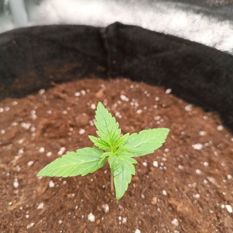 Fat Banana growlog timeline photo