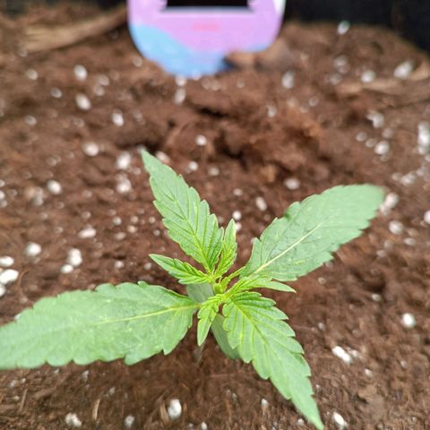 Candy Rain  growlog timeline photo