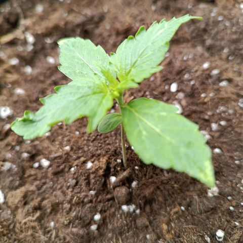 Purple CousKush  growlog timeline photo