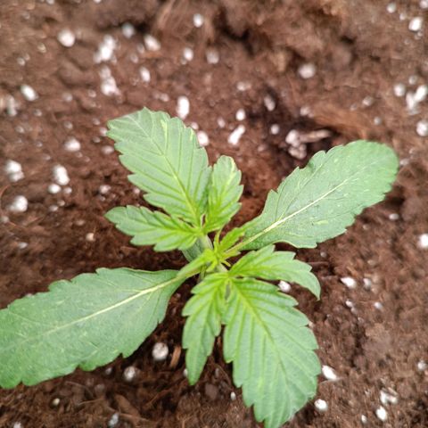 Candy Rain  growlog timeline photo