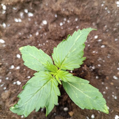Purple CousKush  growlog timeline photo