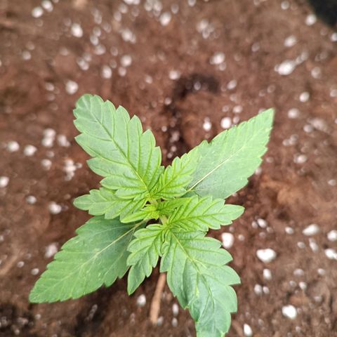 Fat Banana growlog timeline photo