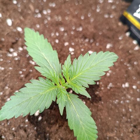 Gelato growlog timeline photo