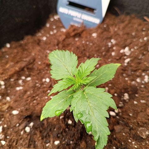 Purple CousKush  growlog timeline photo