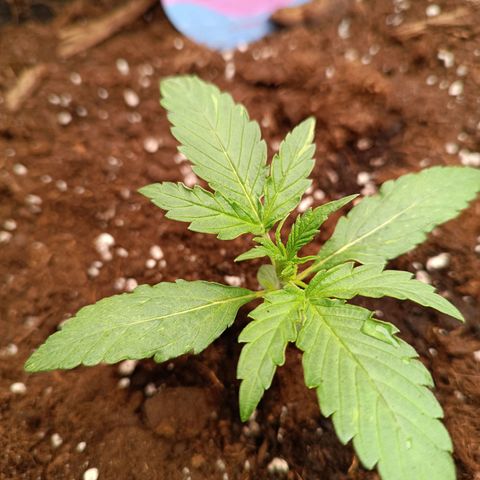 Candy Rain  growlog timeline photo