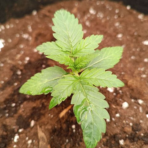 Fat Banana growlog timeline photo