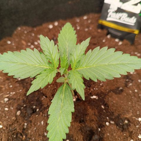 Gelato growlog timeline photo