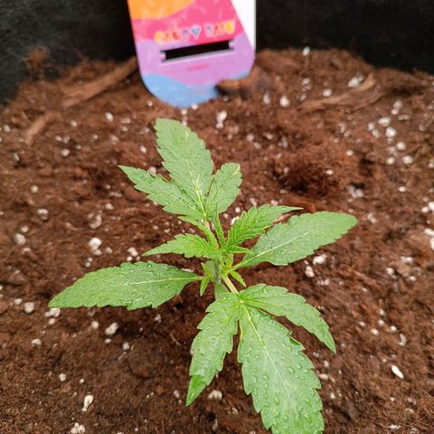 Candy Rain  growlog timeline photo