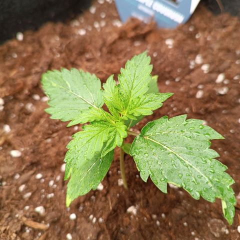 Purple CousKush  growlog timeline photo