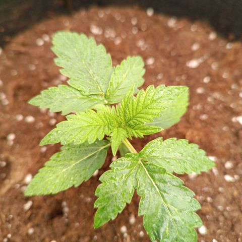 Fat Banana growlog timeline photo